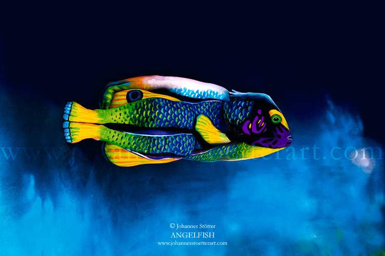 angelfish-johannes-stoetter-web